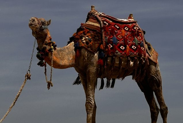 Sunset Camel Ride Around the Pyramids