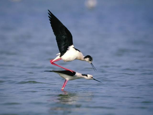 Birds watching of Fayoum Oasis: A Tour with an Egypt Female Tour Guide